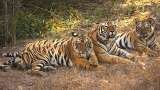 Menus & Prices, Golden Triangle with Ranthambore Tour, Noida
