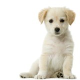 Puppies R Us, San Antonio