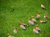  BEDR Wildlife Removal 6998 Eagles Nest Lane, #200 