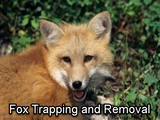 BEDR Wildlife Removal, King George