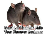 BEDR Wildlife Removal, King George