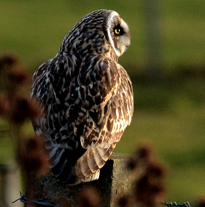 Brown short-eared owls hunts for Orkney voles on the property 3 chalets sleeping 4 each in king and/or twin beds of Buxa Farm Chalets & Croft House A964 - Photo 14 of 16 Brown short-eared owls hunts for Orkney voles on the property 3 chalets sleeping 4 each in king and/or twin beds of Buxa Farm Chalets & Croft House A964 - Photo 14 of 16