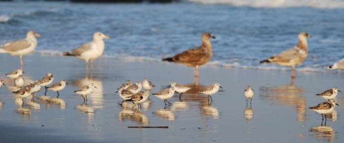 Sea Isle City Beach Birds Profile Photos of Sea Isle City Rentals and Real Estate 4110 Landis Avenue - Photo 2 of 9