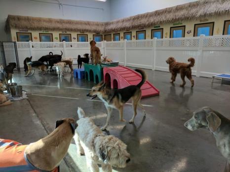  New Album of Ruff House Pet Resort 3035 Chicago Avenue - Photo 2 of 3