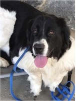 Dogspring Training, Clovis