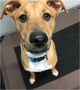 Dogspring Training, Clovis