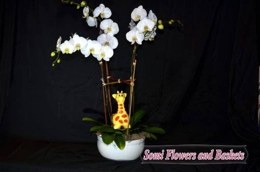  Profile Photos of Somi Flowers & Baskets 7227 SW 57th Court - Photo 4 of 7