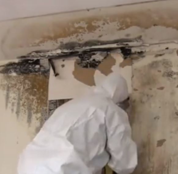  Profile Photos of Asbestos Removal Toronto 388 Carlaw Ave - Photo 1 of 1