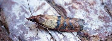 Moth Control London  New Album of Beaver Pest Control Trident Business Centre, 89 Bickersteth Road - Photo 4 of 4