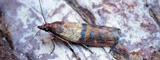 Moth Control London , Beaver Pest Control, Tooting, London