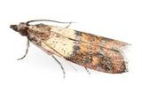 Moth Treatment London, Beaver Pest Control, Tooting, London