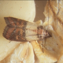 Carpet Moths London , Beaver Pest Control, Tooting, London