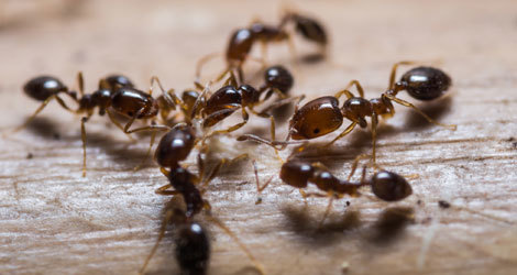  Profile Photos of Burnaby Pest Burnaby Pest - Photo 2 of 8