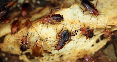  Profile Photos of Burnaby Pest Burnaby Pest - Photo 4 of 8