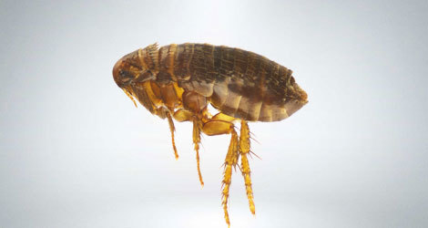  Profile Photos of Burnaby Pest Burnaby Pest - Photo 5 of 8
