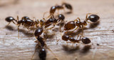  Burnaby Pest Burnaby Pest 