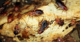  Burnaby Pest Burnaby Pest 