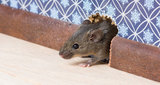  Burnaby Pest Burnaby Pest 