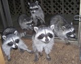  Burnaby Pest Burnaby Pest 