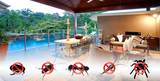Same Day Pest Control, Brisbane