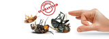 Same Day Pest Control, Brisbane