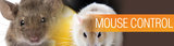 Same Day Pest Control, Brisbane