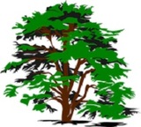 Des Moines Tree Service, Des Moines