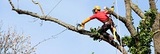 Des Moines Tree Service, Des Moines