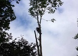 Des Moines Tree Service, Des Moines