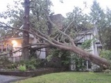 Des Moines Tree Service, Des Moines