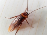 A A Frugal Pest Control, Henderson