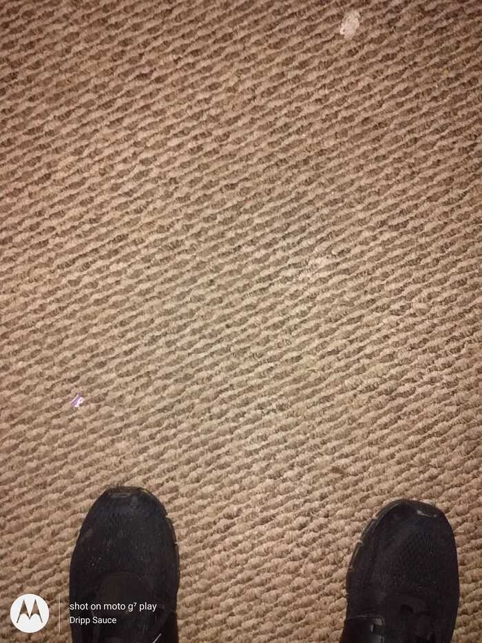  Profile Photos of Spotless Carpet Steam Cleaning 123 collins st - Photo 2 of 4