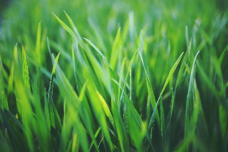  New Album of Westlakeâ€™s Lawn Care Service Pros 27300 Center Ridge Rd Unit 45097 - Photo 3 of 4