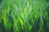  Westlakeâ€™s Lawn Care Service Pros 27300 Center Ridge Rd Unit 45097 