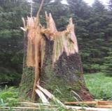 Cincinnati Tree Removal, Cincinnati