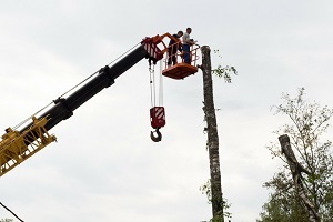  Profile Photos of Haverhill Tree Pros 2 Washington Sq, Unit 1161 - Photo 2 of 3