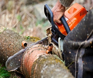  Profile Photos of Haverhill Tree Pros 2 Washington Sq, Unit 1161 - Photo 3 of 3