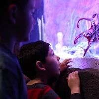  Profile Photos of SeaQuest Interactive Aquarium 1201 N Hill Field Rd #1072 - Photo 1 of 4