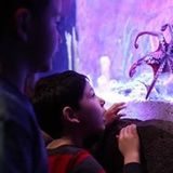 SeaQuest Interactive Aquarium, Layton