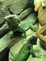 SeaQuest Interactive Aquarium, Layton