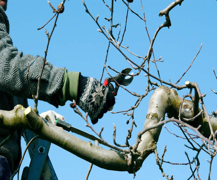 Our Work of Tree Service Minneapolis 1103 4th St SE #3 - Photo 2 of 7