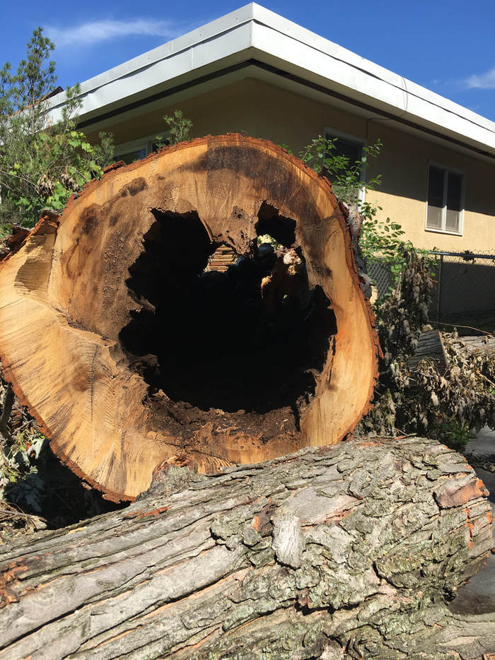  Our Work of Tree Service Minneapolis 1103 4th St SE #3 - Photo 5 of 7