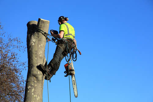  Our Work of Tree Service Minneapolis 1103 4th St SE #3 - Photo 6 of 7