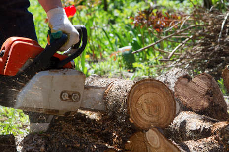  Our Work of Tree Service Minneapolis 1103 4th St SE #3 - Photo 7 of 7