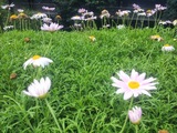  Landscaping Services 27A/82, Vellalar Street, Mugappair West, Chennai. 