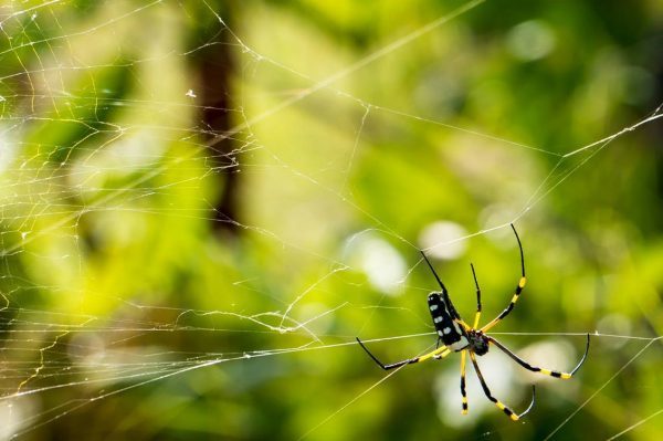  New Album of Suffolk County Pest Control 30 West Tamarack St - Photo 3 of 6