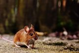 Suffolk County Pest Control, Islip