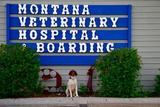 Montana Veterinary Hospital & Boarding, Bozeman