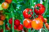 Purna Organics Pvt Ltd, Bangalore