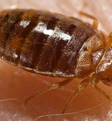 Reliable Bed Bug Removal Service NJ, Holmdel